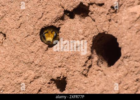 Ivy Bee (Colletes hederae) Weibchen in Nest Burrow, Monmouthshire, Wales, Großbritannien, September. Stockfoto