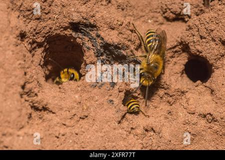 Ivy-Biene (Colletes hederae), männliche Bewachungsnest mit Weibchen im Inneren, Monmouthshire, Wales, Vereinigtes Königreich, September. Stockfoto