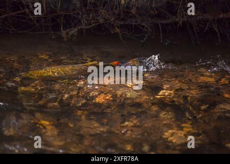 Bachforelle (Salmo trutta), in Creek, Yellowstone National Park, Montana, USA, Oktober. Stockfoto