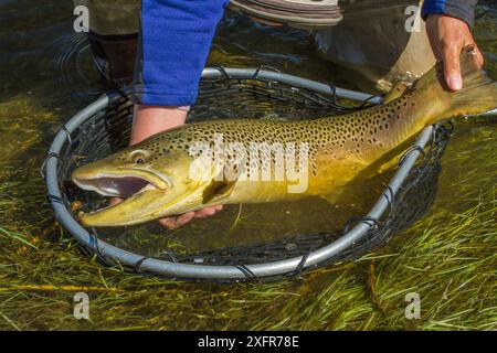 Preis 6 kg männliche Hakenforellen (Salmo trutta), gefangen im Netz, Beaverhead River, Montana, USA. September 2010. Stockfoto