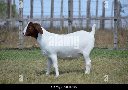 Schöne weibliche Buren Ziegen auf der Farm Stockfoto