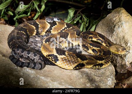 Holz Klapperschlange (Crotalus horridus) mit Babys im Alter von zwei Tagen, Teil einer Zucht in Gefangenschaft und loslassen Programm, Roger Williams Park Zoo. Stockfoto