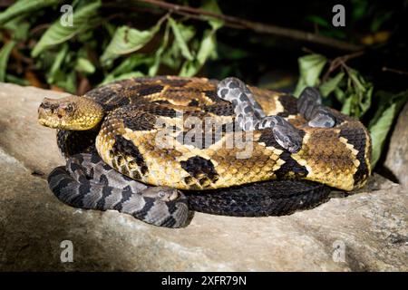 Holzklapperschlange (Crotalus horridus) mit Babys im Alter von zwei Tagen. Rhode Island, USA. Fotografiert im Rahmen eines Programms zur Zucht und Freilassung von Gefangenen, Roger Williams Park Zoo. Stockfoto