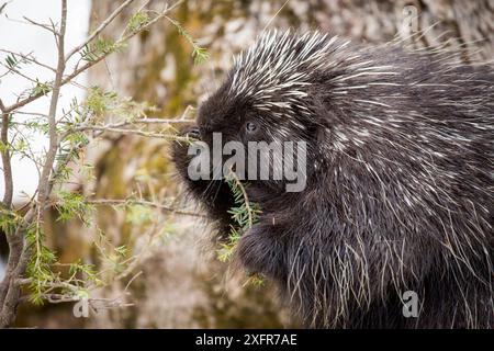 North American Porcupine (Erethizon dorsatum), Fütterung auf einen jungen Baum Fichte. Vermont, USA. (Gewöhnt gerettet einzelnen Sie wild) Stockfoto