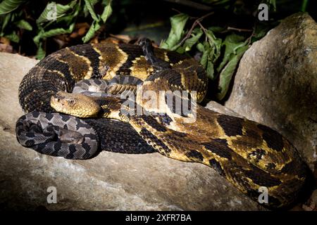 Holz Klapperschlange (Crotalus horridus) mit Babys im Alter von zwei Tagen, Teil einer Zucht in Gefangenschaft und loslassen Programm, Roger Williams Park Zoo. Stockfoto