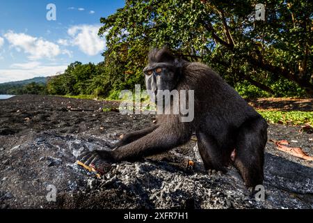 Celebes Crested Macaque / Black Macaque (Macaca nigra), die sich in einem Feuerkohle ernähren, möglicherweise zur Selbstmedikation. Tangkoko, Sulawesi, Indonesien. Stockfoto