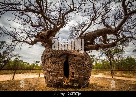 Boab oder Australische Affenbrotbaum (Adansonia gregorii) Die 'Gefängnis Baum als Gefängnis für Aborigines auf dem Weg zur urteilsverkündung verwendet", 1800. Derby, Western Australia. Stockfoto