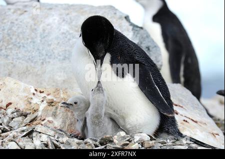 Chinstrap-Pinguine (Pygoscelis antarcticus) Erwachsene, die große flauschige Küken füttern. Hydrurga Rocks, nahe Cuverville Island. Antarktische Halbinsel. Stockfoto