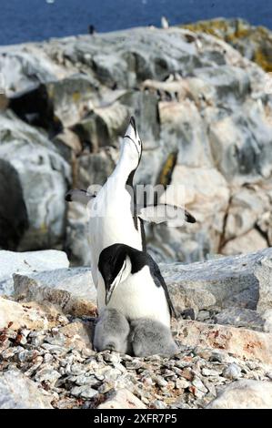 Chinstrap-Pinguine (Pygoscelis antarcticus) Erwachsene mit großen flauschigen Küken. Hydrurga Rocks. In Der Nähe Von Cuverville Island. Antarktische Halbinsel. Januar. Stockfoto