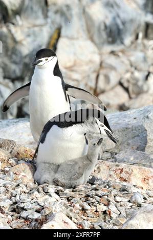 Chinstrap-Pinguine (Pygoscelis antarcticus) Erwachsene mit großen flauschigen Küken. Hydrurga Rocks, nahe Cuverville Island. Antarktische Halbinsel. Januar. Stockfoto