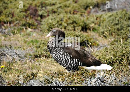 Die Seetangse (Chloephaga hybrida malvinarum) ernährt sich von der Bergvegetation. Saunders Island. Falklandinseln. Januar Stockfoto