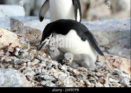 Chinstrap-Pinguine (Pygoscelis antarcticus) Erwachsene mit großen flauschigen Küken. Einer, der Steine aufnimmt. Hydrurga Rocks. In Der Nähe Von Cuverville Island. Antarktische Halbinsel. Januar. Stockfoto