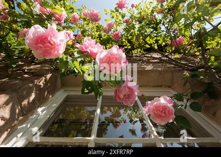 Altmodische rosa Rosenklettern auf Old Red Sandstone Cottage, Herefordshire Plateau, England, Großbritannien, Mai 2017. Stockfoto