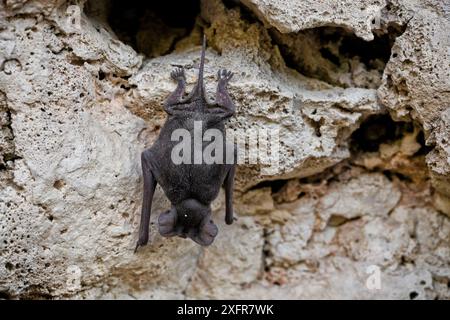 Mexikanische Freischwanzfledermäuse (Tadarida brasiliensis), die im Juli in Cave, Texas, USA, leben. Stockfoto