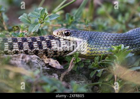 Östlicher Gelbbauchläufer (Coluber constrictor flaviventris), der eine karierte Strumpfschlange (Thamnophis marcianus) isst. Texas, USA, Juli. Stockfoto