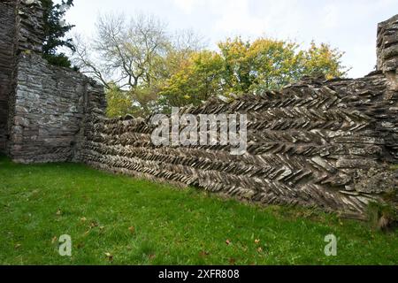 Steinmauer mit Fischgrätenmuster an der Old Edvin Loach Church, 11. Jahrhundert, bestehend aus Old Red Sandstone, Herefordshire, England, Großbritannien, Oktober 2017. Stockfoto