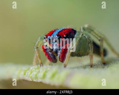 Rote und blaue springende Spinne (Illargus sp.). Südöstlicher Atlantischer Wald, Tapirai, Sao Paulo, Brasilien. Stockfoto