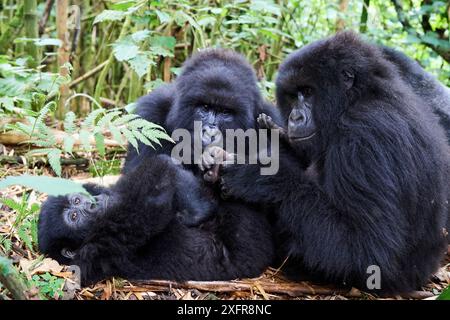 Berggorillas (Gorilla beringei), Mitglieder der Munyaga-Gruppe, Virunga-Nationalpark, Nord-Kivu, Demokratische Republik Kongo, Afrika, sind vom Aussterben bedroht. Stockfoto