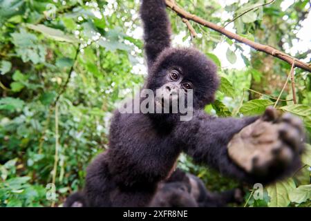 Berggorilla (Gorilla beringei beringei) Jungtiere, die an einem Zweig hängen und versuchen, die Kamera zu schnappen, Mitglied der Rugendo-Gruppe, Virunga-Nationalpark, Nord-Kivu, Demokratische Republik Kongo, Afrika, kritisch gefährdet. Stockfoto