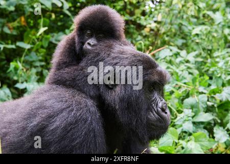 Berggorillas (Gorilla beringei beringei), die ein Baby auf dem Rücken trägt, Mitglied der Humba-Gruppe, Virunga-Nationalpark, Nord-Kivu, Demokratische Republik Kongo, Afrika, stark gefährdet. Stockfoto