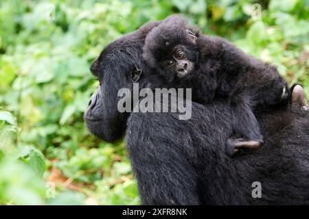 Weiblicher Berggorilla (Gorilla beringei beringei) trägt Baby auf dem Rücken, Mitglied der Kabirizi-Gruppe, Virunga-Nationalpark, Nord-Kivu, Demokratische Republik Kongo, Afrika, kritisch gefährdet. Stockfoto