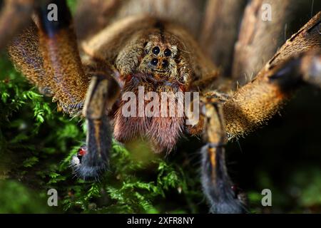 Brasilianische Wanderspinne (Phoneutria keyserlingi) männlich, südöstlicher Atlantischer Wald, Piedade, Sao Paulo, Brasilien. Stockfoto