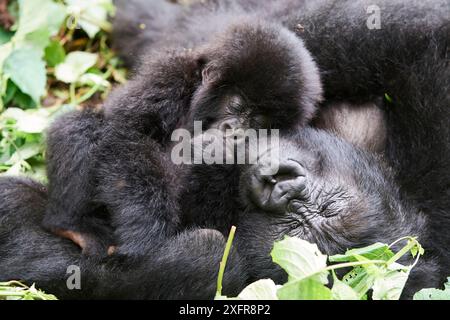 Berggorilla (Gorilla beringei beringei) Mutter und Baby ruhend, Mitglieder der Humba Gruppe, Virunga Nationalpark, Nord-Kivu, Demokratische Republik Kongo, Afrika, kritisch gefährdet. Stockfoto