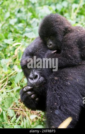 Berggorilla (Gorilla beringei beringei), weiblich, das Baby auf dem Rücken trägt, Mitglied der Kabirizi-Gruppe, Virunga-Nationalpark, Nord-Kivu, Demokratische Republik Kongo, Afrika, kritisch gefährdet. Stockfoto