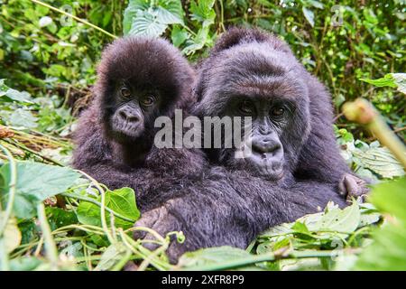 Berggorillas (Gorilla beringei beringei), die mit ihrem Baby ausruhen, Mitglieder der Humba-Gruppe, Virunga-Nationalpark, Nord-Kivu, Demokratische Republik Kongo, Afrika, sind vom Aussterben bedroht. Stockfoto