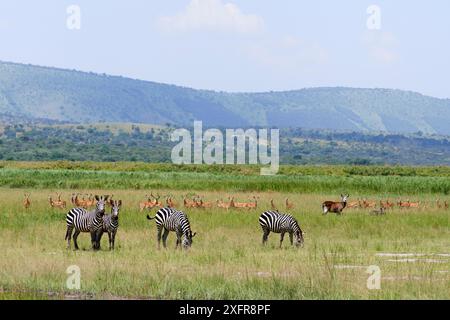 Vier Burchell-Zebras (Equus quagga burchellii) zwei mit Rotschnabelspechten (Buphagus erythrorynchus) auf dem Rücken, mit Antilopen, hauptsächlich Impala (Aepyceros melampus) und einem Warzenschwein (Phacochoerus africanus) dahinter, Akagera-Nationalpark, Ruanda, Afrika. Stockfoto