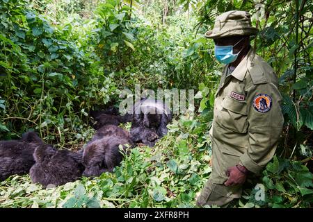 Berggorilla (Gorilla beringei beringei) Familiengruppe schläft mit einem Wärter des Kongolesischen Instituts für Naturschutz (ICCN), der eine Gesichtsmaske trägt, um eine Übertragung von Krankheiten zu vermeiden, Virunga Nationalpark, Nord-Kivu, Demokratische Republik Kongo, Afrika, stark gefährdet. Stockfoto