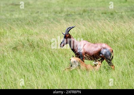 Topi (Damaliscus lunatus jimela) weiblich mit Kalbsäuger, Akagera Nationalpark, Ruanda, Afrika. Stockfoto