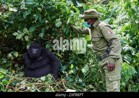 Berggorilla (Gorilla beringei beringei) weiblich mit einem Wachmann vom ICCN (Kongolesisches Institut für Naturschutz) trägt eine Gesichtsmaske, um jede Übertragung von Krankheiten zu vermeiden, Virunga Nationalpark, Nord-Kivu, Demokratische Republik Kongo, Afrika, kritisch gefährdet. Stockfoto