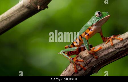 Tigerbein Affenfrosch / Tigergestreifter Affenfrosch (Phyllomedusa tomopterna) Porträt, am Stiel, Yasuni Nationalpark, Orellana, Ecuador. Stockfoto