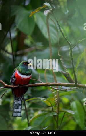 Männlicher Trogon mit Kragen (Trogon collaris) auf dem Zweig, Sumaco National Park, Napo, Ecuador. Stockfoto