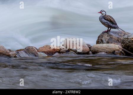 Männliche Torrent-Ente (Merganetta armata) auf Felsen im Fluss, Guango, Napo, Ecuador. Stockfoto