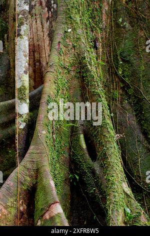 Ceiba / Kapok Baum (Ceiba pentandra) Stützwurzeln, Yasuni Nationalpark, Orellana, Ecuador. Stockfoto