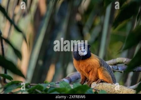 Tamarin mit goldenem Mantel (Saguinus tripartitus) auf Zweig, Yasuni-Nationalpark, Orellana, Ecuador. Stockfoto