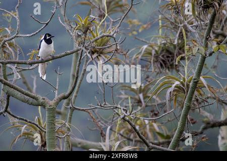 weißschwanzjäher (Cyanocorax mystacalis) auf Ast, Macara, Loja, Ecuador. Stockfoto