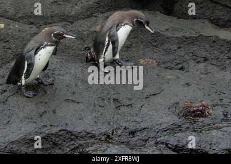 Zwei Galapagos-Pinguine (Spheniscus mendiculus), die mit einer Sally lightfoot-Krabbe (Grapsus grapsus) in der Nähe spazieren gehen, Isabela Island, Galapagos, gefährdete Arten. Stockfoto