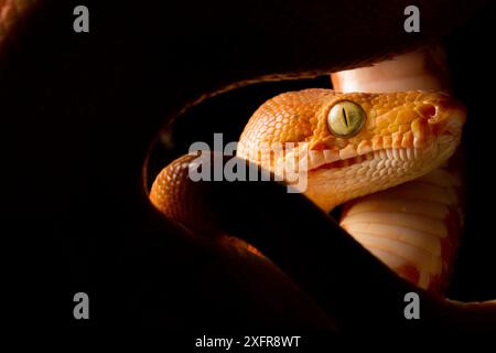 Amazonasbaumboa (Corallus hortulanus) juvenil, eingerollt, Cuyabeno, Sucumbios, Ecuador. Stockfoto