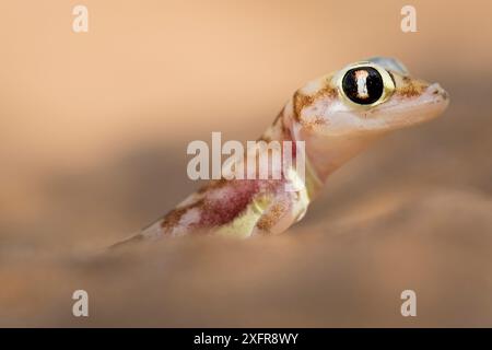 Namib-Sandgecko (Pachydactylus rangei) Porträt, Swakopmund, Erongo, Namibia. Stockfoto