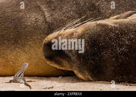 Santa Fe Lavaechse (Microlophus albemarlensis) auf Sand bei einem stillstehenden Galapagos-Seelöwen (Zalophus wollebaeki) Santa Fe Island, Galapagos, gefährdete Arten. Stockfoto