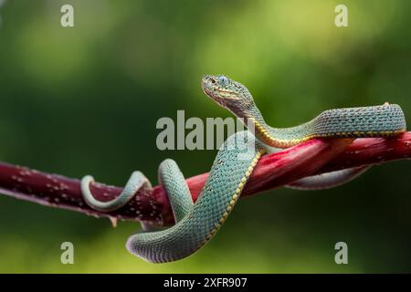 Grüne Jaraca / zwei gestreifte Waldgrubenviper (Bothriopsis bilineata) auf Zweig, Tambopata, Madre de Dios, Peru. Stockfoto