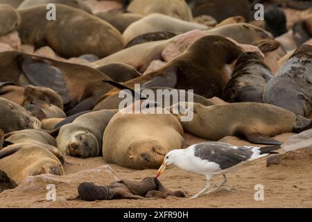 Braunrobbenkolonie (Arctocephalus pusillus) schlafend mit Seetangmöwe (Larus dominicanus), die sich an Kadaver toter Welpen ernährt, Cape Cross, Erongo, Namibia. Stockfoto