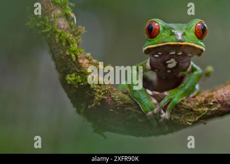 Tarsier Blattfrosch (Phyllomedusa tarsius) Porträt, auf Ast, Yasuni Nationalpark, Orellana, Ecuador. Stockfoto