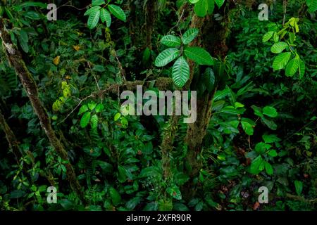 Vegetation im Choco Rainforest, Mashpi, Pichincha, Ecuador, November 2016. Stockfoto