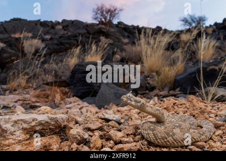 Gehörnter (Bitis caudalis) eingerollt, Swakopmund, Erongo, Namibia. Stockfoto