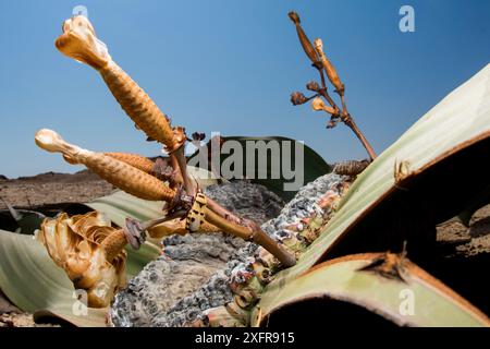 Welwitschia True Bug (Probergrothius angolensis) an weiblichen Welwitschia / baumtumbo (Welwitschia mirabilis) mit Kegeln, Swakopmund, Erongo, Namibia. Stockfoto