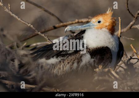 Prächtiger Fregatebird (Fregata wonens), Jungvögel auf Nest, North Seymour Island, Galapagos. Stockfoto